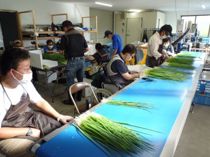 農福連携の作業