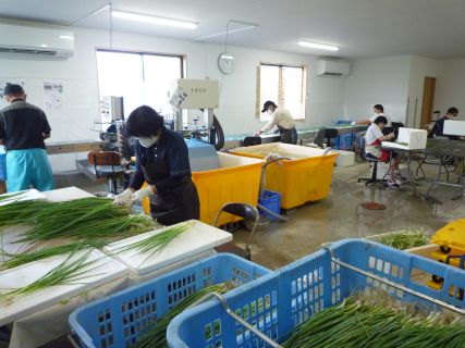 農福連携の作業